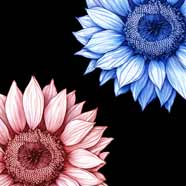 Bold Bloom