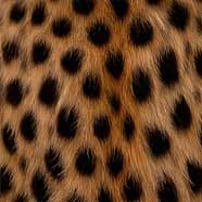 Cheetah Chic
