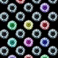 Colorful Bloom
