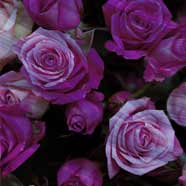 Velvet Bloom