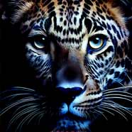 Wild Eyes