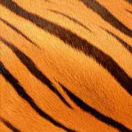Wild Stripes